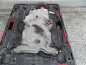 VOLVO XC90 2.5T MOST TYL HALDEX DYFER REDUKTOR P30713129 02-14