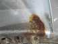 FORD TRANSIT VII BLOTNIK PRZOD LEWY BIALY 06-14