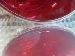 VW PASSAT B5 KOMBI LIFT FL LAMPA TYL LEWA 3B9945095AA 00-05