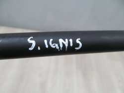 SUZUKI IGNIS SILOWNIK TELESKOP KLAPY BAGAZNIKA TYL 01-08 !! OKAZJA !!