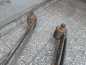 IVECO DAILY 35C 50C IV LIFT 06-14 RESOR TYL TYLNY PODWOJNY 2 PIORA 504119153