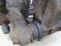 DUCATO BOXER JUMPER 16 MAXI 14-20 ZACISK HAMULCOWY LEWY TYL