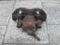 VOLVO C30 S40 V50 1.6 2.0 D ZACISK HAMULCOWY PRZOD LEWY 278mm