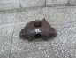 VOLVO S60 V70 00- 2.4 D5 ZACISK HAMULCOWY PRZOD LEWY 9209722