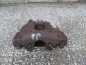 VOLVO S60 V70 00- 2.4 D5 ZACISK HAMULCOWY PRZOD PRAWY 9209723