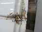 DUCATO BOXER JUMPER H2 DRZWI TYL TYLNE LEWE 249 06-14