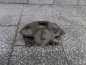 DUCATO BOXER JUMPER 16 MAXI 06-14 ZACISK HAMULCOWY PRAWY TYL