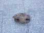 TOYOTA AVENSIS VERSO ZACISK HAMULCOWY TYL LEWY 01-07